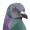 Pigeoncoin